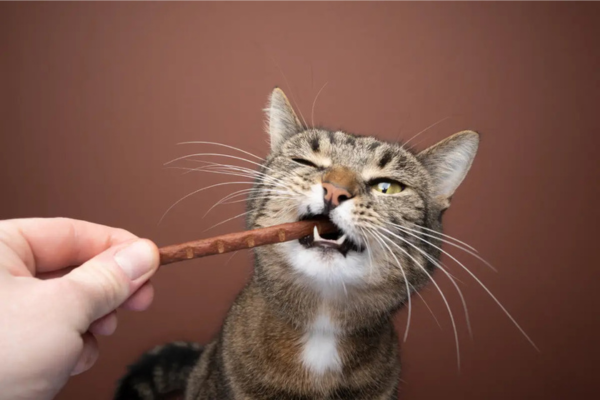 Cat Enjoying Treat Stick with Brown Background